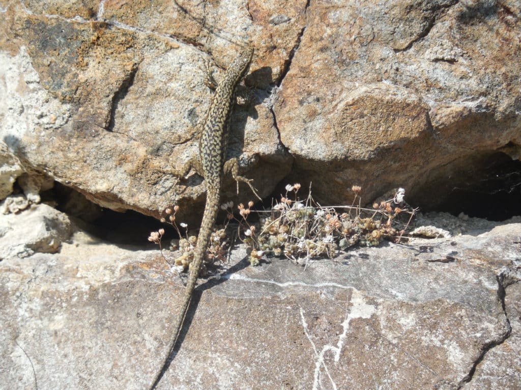 Mauereidechse in Rassa auf einem Felsen sich sonnend