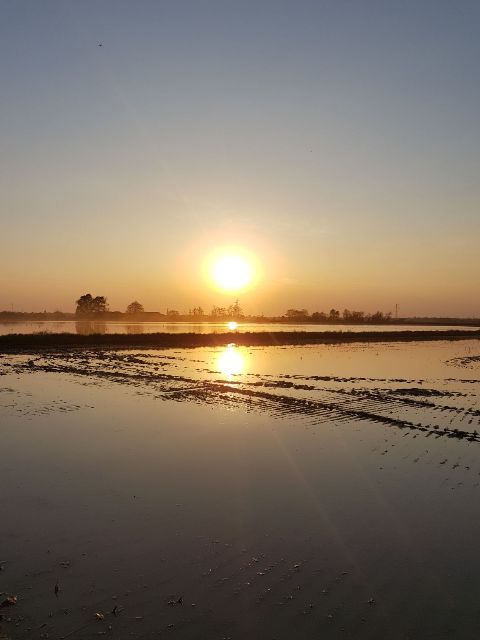 Überflutetes Reisfeld bei Sonnenuntergang 