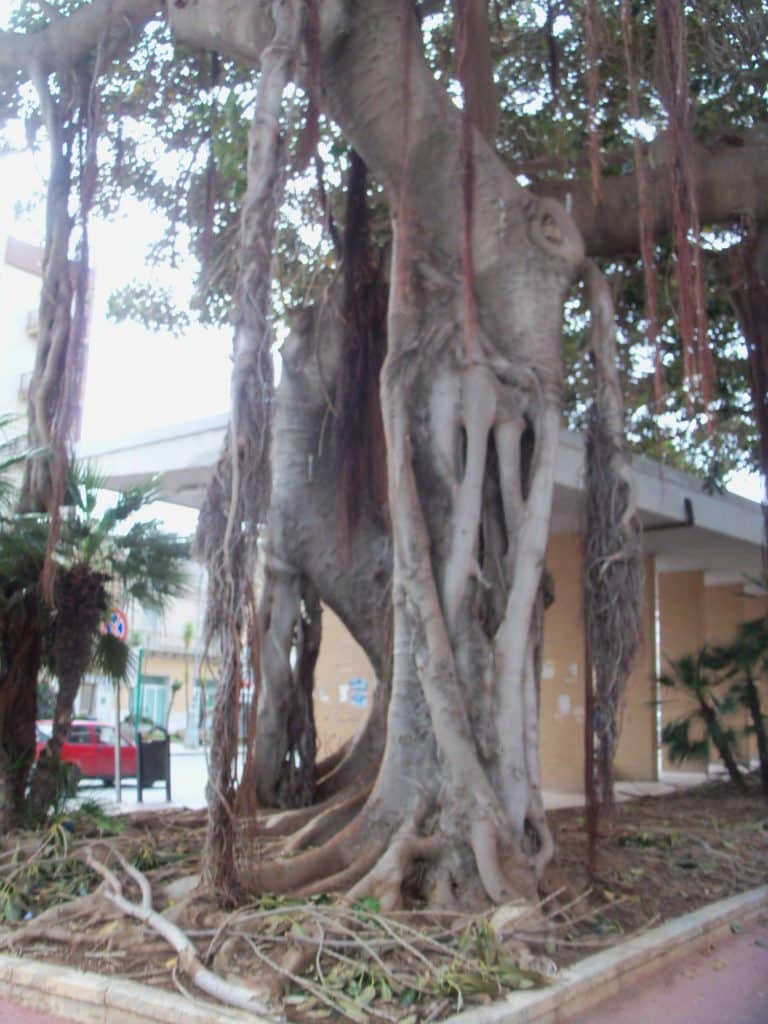 imposanter Baum in Trapani