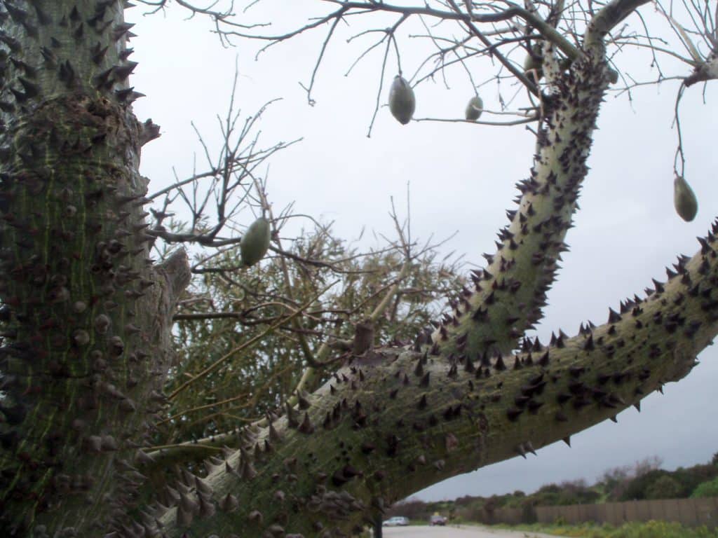 Baum in Selinunte