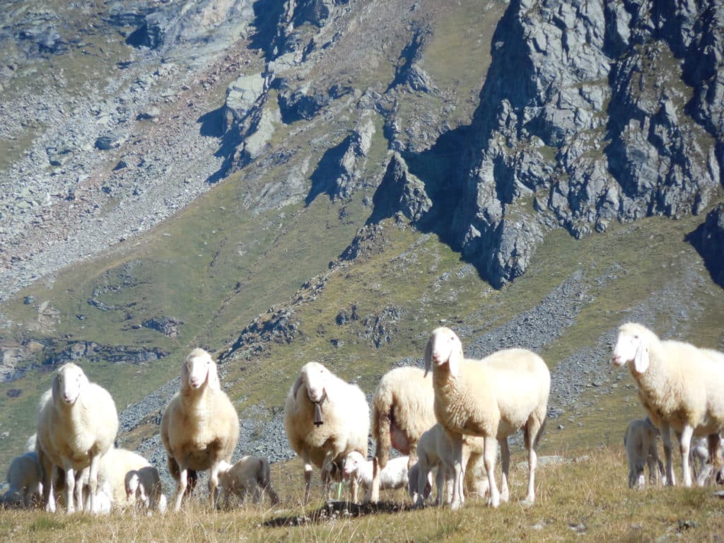 Schafe auf einer Alpe am Monte Rosa im Aostatal