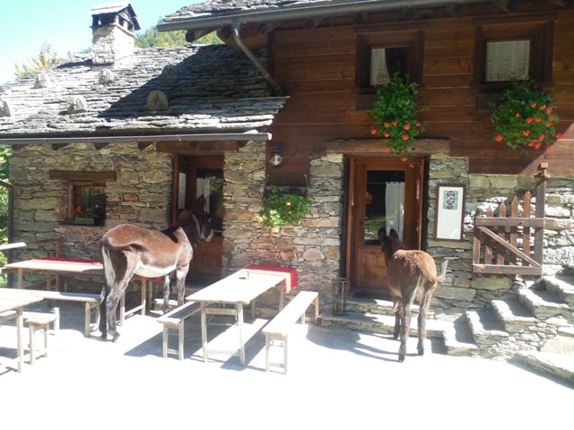 Esel in Rassa beim Rifugio Heidi