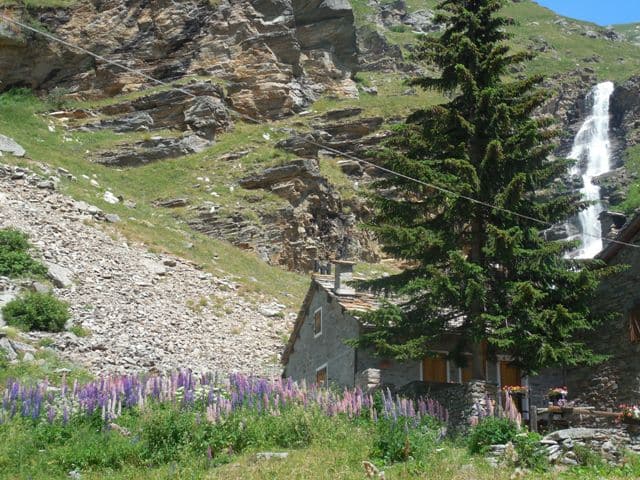 Berghütte im Gran Paradiso zwischen bunten Lupinen 