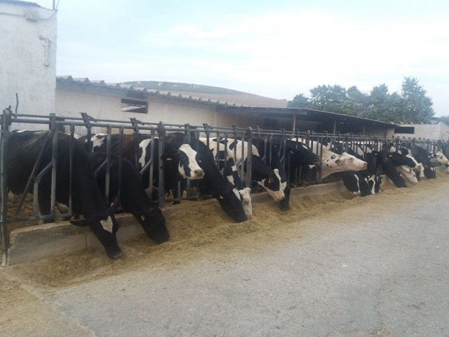 Gefütterte Kühe auf einem Bauernhof in der Basilikata