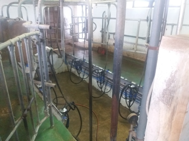 Melkanlage für Kühe auf dem Bauernhof