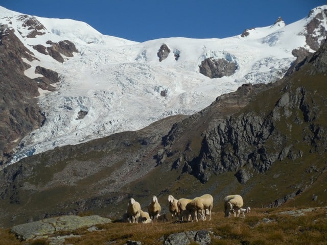 Schafe vor den Gipfeln des Monte Rosa