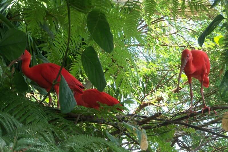 Im Vogelhaus in Genua mit roten Vögeln