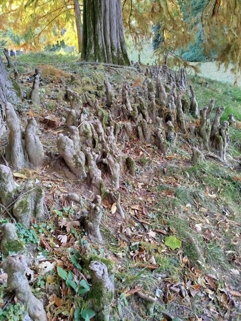 Atemknien der Echten Sumpfzypresse