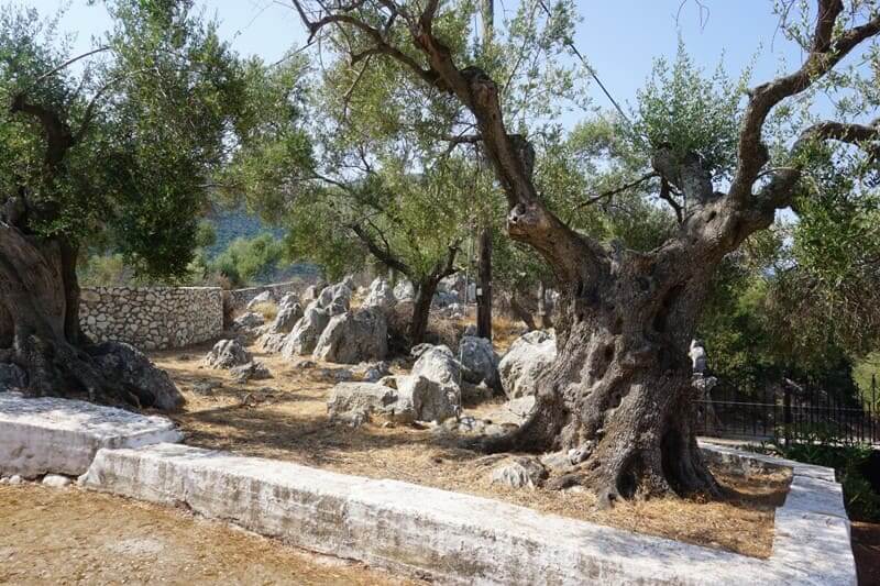 Olivenbäume wachsen bei Wärme und viel Sonne zu knorrigen Bäumen heran