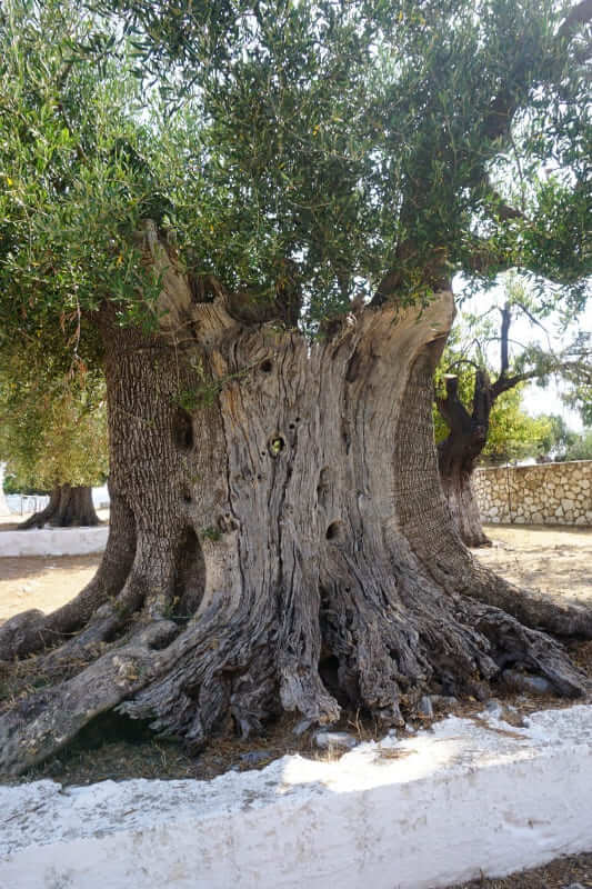 Ein niedrig gehaltener Olivenbaum mit sehr breitem Stamm