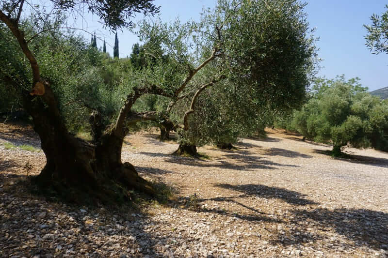 Gepflegter Olivenhain mit alten Olivenbämen