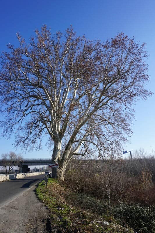 Die Platane des Napoleon in Alessandria