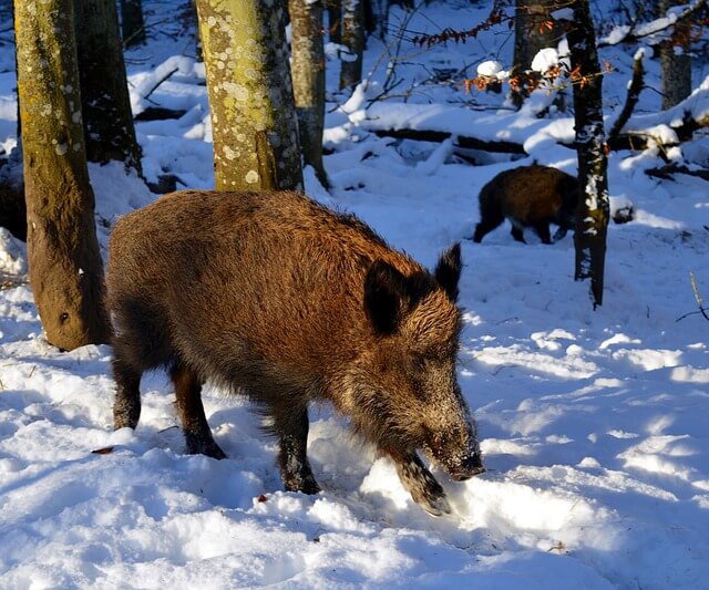 Wildschweine im Winter bei der Futtersuche