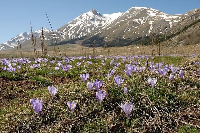 Krokusse im Gran Sasso