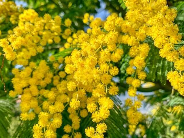 Detailaufnahme einer Mimosenblüte