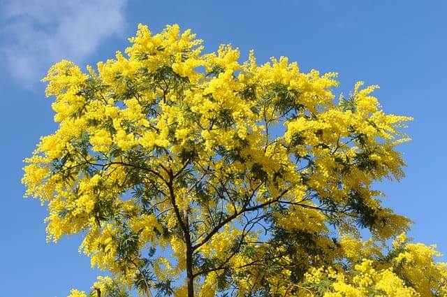 Mimosenbaum in voller Blüte