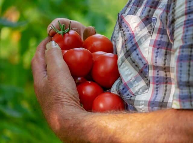 Mann trägt reife Tomaten vom Feld