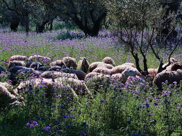 Schafherde inmitten einer Blumenwiese in Kalabrien