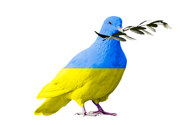 Friedenstaube in den ukrainischen Farben mit einem Olivenzweig aus Italien im Schnabel