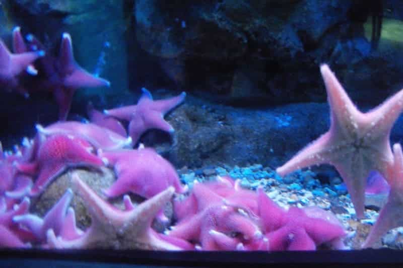 Seesterne leben auch im Aquarium von Genua