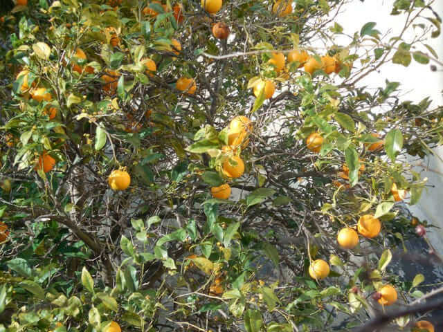 In Italien haben Orangen im Winter ihre Hochsaison