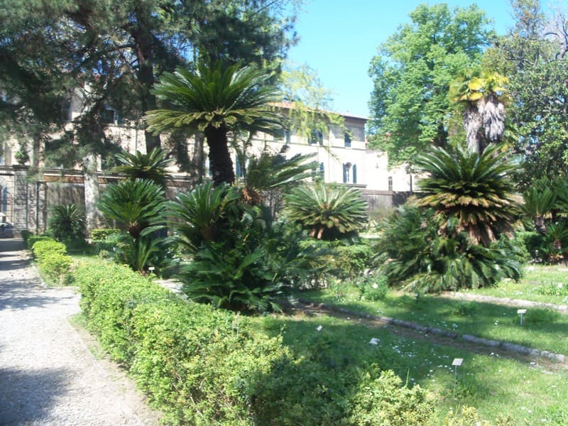Palmen beleben das Stadtbild