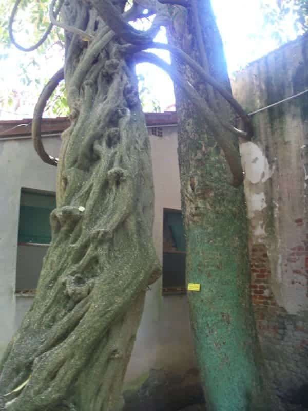 von Wurzeln eingewickelter Baum im Botanischen Garten