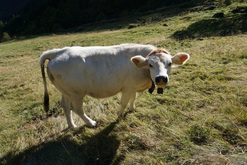 Charolais-Kalb nahe Rimasco in der Provinz Vercelli