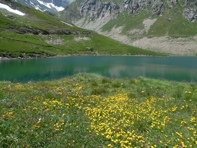 alpiner Bergsee mit gelben krautigen Blühpflanzen