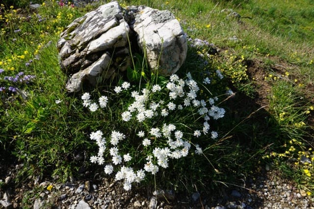 Immer wieder trifft man auf die schönsten Blumen: hier die Alpen-Gemskresse