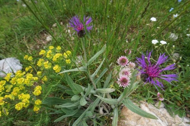 Berg-Flockenblume und weitere hübsche Blühpflanzen