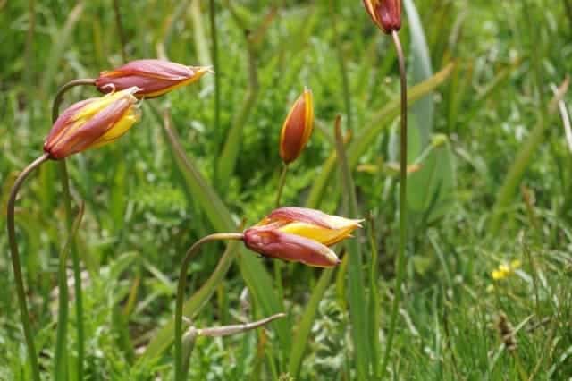 Tulipa sylvestris australis - eine seltene alpine Wildtulpe