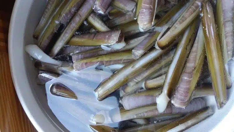 Cannolicchi eingelegt