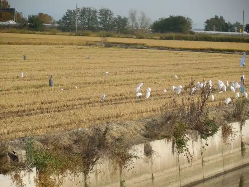 Abgeerntetes Reisfeld mit Silberreihern, Graureihern und Kuhreihern nahe Vercelli