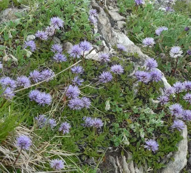 Herzblättrige Kugelblume (Globularia cordifolia) im Gran Paradiso