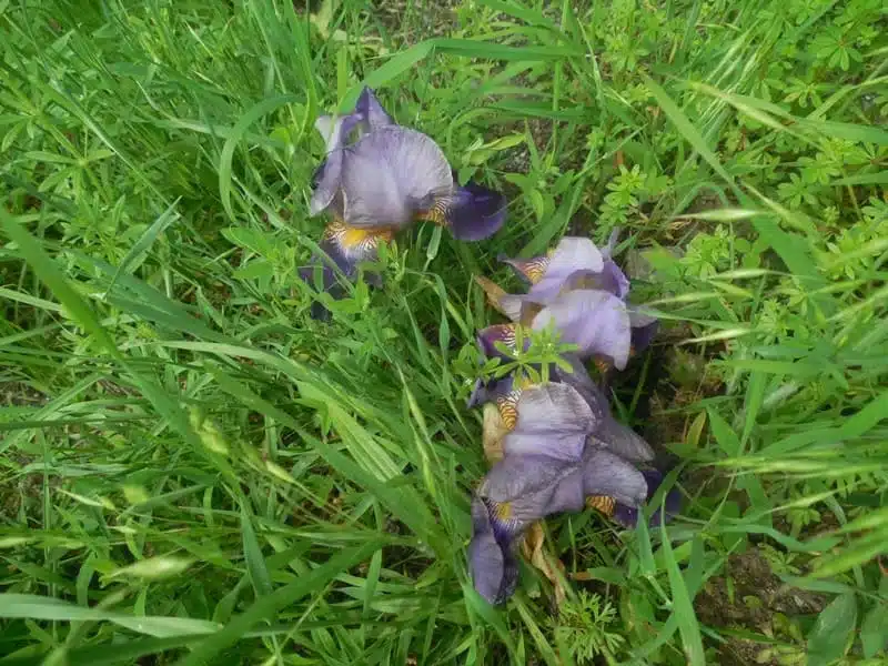 Wilde Iris aphylla im Gran Paradiso auf einer Bergwiese