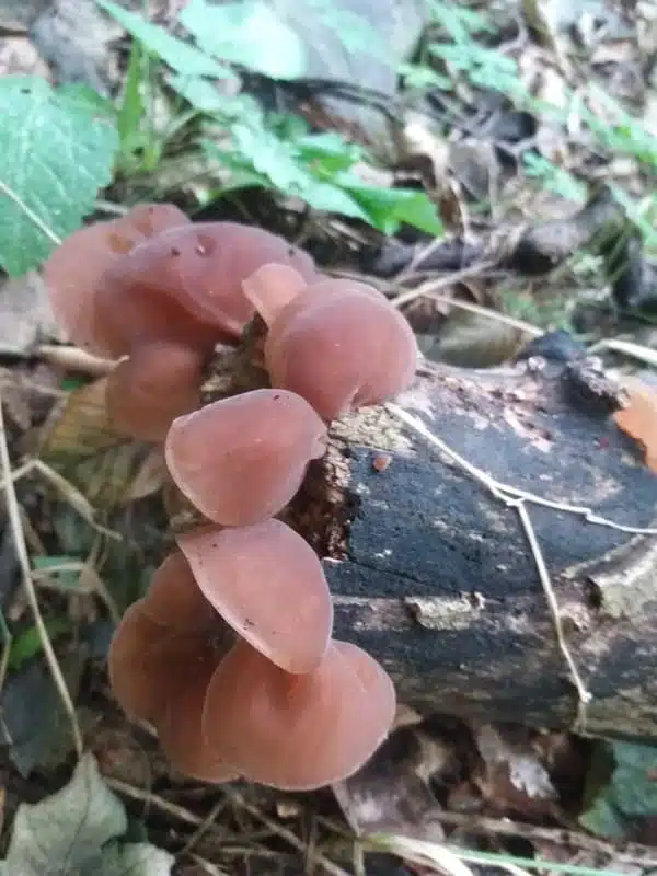 Judasohren mit Sicht auf den Fruchtkörper
