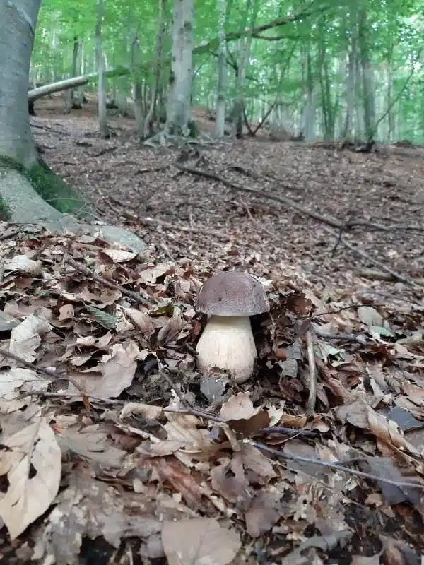 Steinpilz im Val Sesia