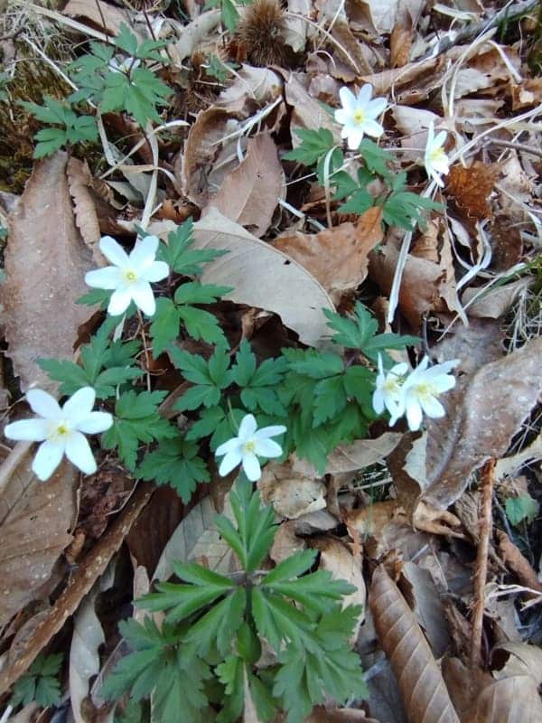 Anemonoides nemorosa im Frühjahr im Aostatal