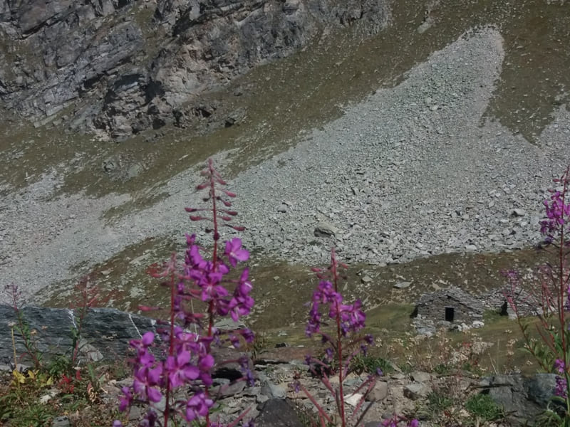 Chamaenerion angustifolium am Monte Rosa