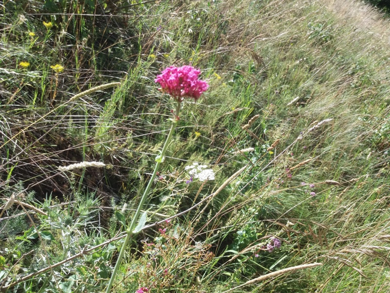 Vermutlich Knautia calycina – eine auffällig pink blühende Knautien-Art auf einer trockenen Wiese der Majella in den Abruzzen