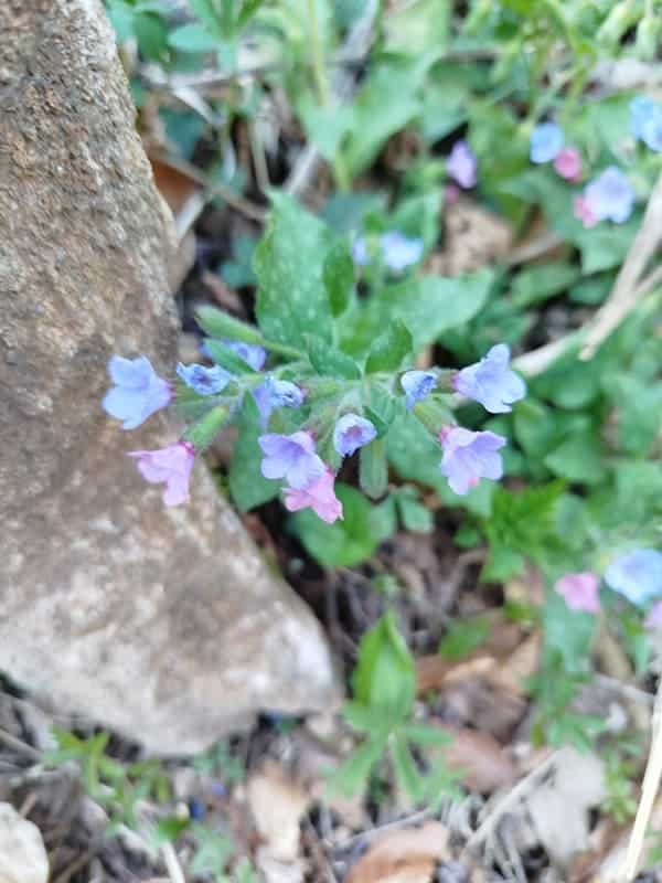Blühende Pulmonaria australis im Aostatal