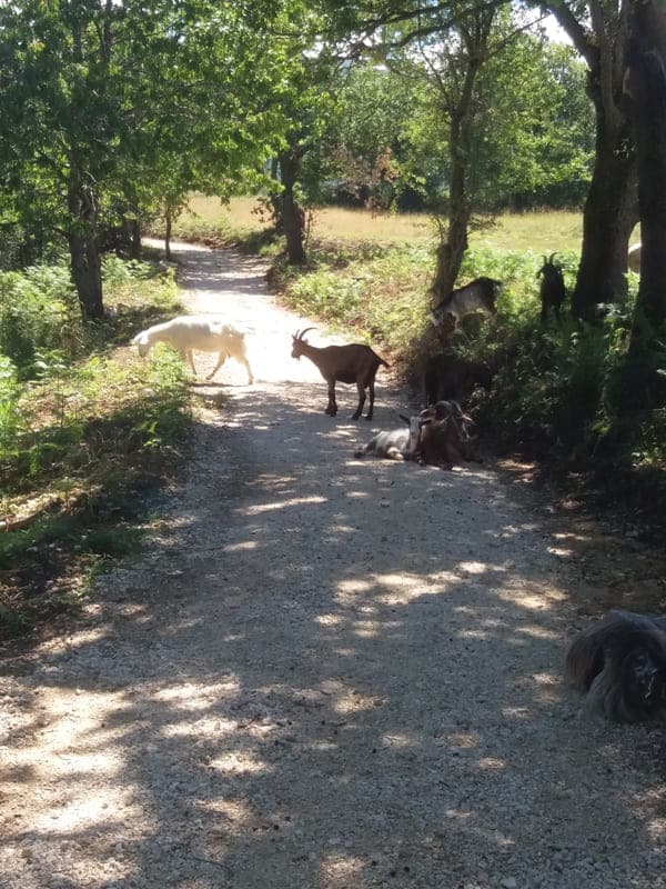 Wanderweg mit Ziegen auf dem Weg zur Einsiedelei San Bartolomeo in Legio